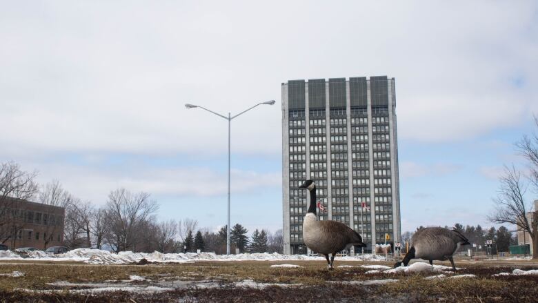 A goose on a lawn with patchy snow. There's a grey highrise in the backround.