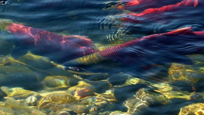 Several Pacific sockeye salmon are visible in a shallow body of water filled with rocks.