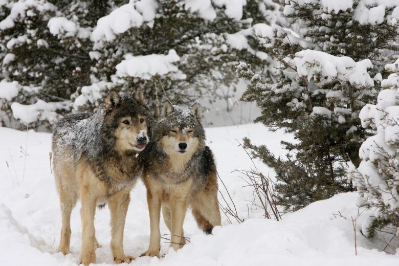 Two wolves stand side by side in the snow, surrounded by trees. One has its eyes closed, and the other is sticking out its tongue. They have gray backs, heads and manes, with white faces, legs and bellies. 