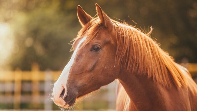 A portrait of a light brown-coloured horse against a blurred background of greenery.