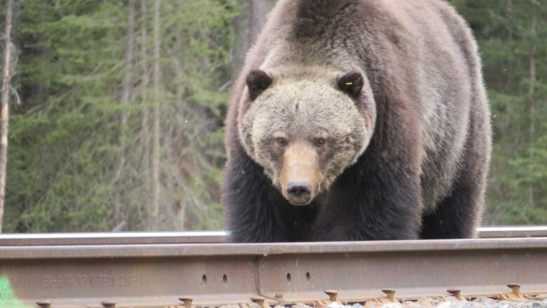 A bear walks along a railway track. 