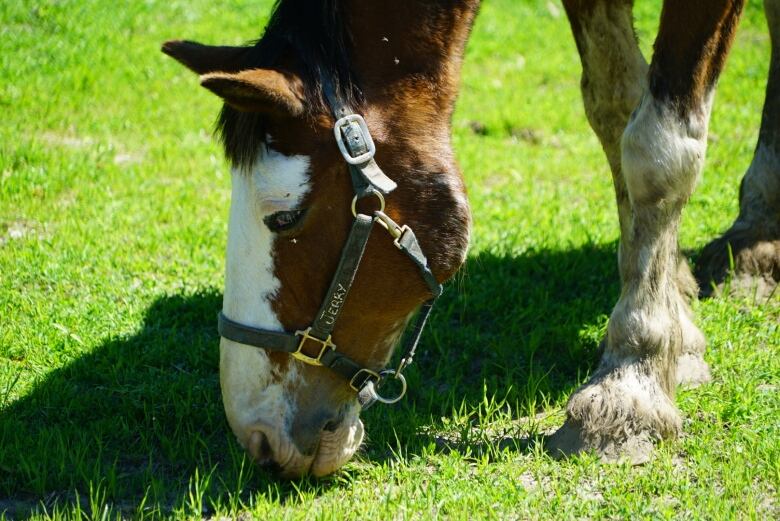 Horse eating grass