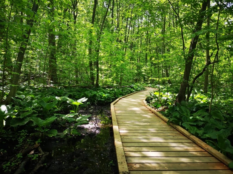 A boardwalk trail through a dense wood.