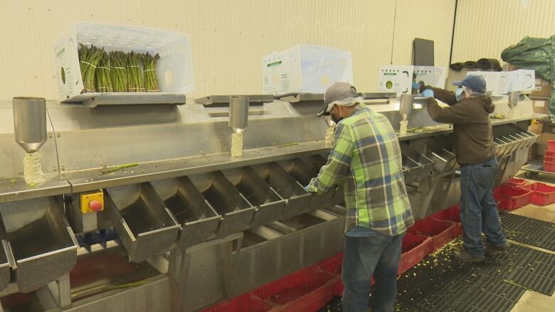 Workers wearing jeans, caps and face masks packing asparagus in a factory