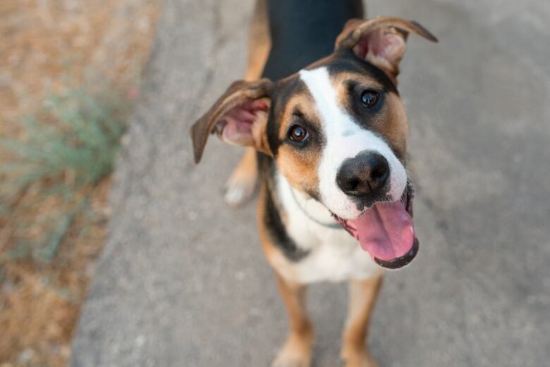 A medium size multicoloured dog with its tongue out.