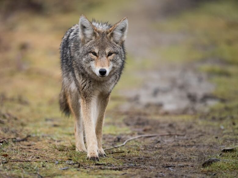 A coyote on a forest path.