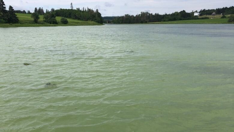 Water undergoing an anoxic event, looking a combination of green or milky white. 