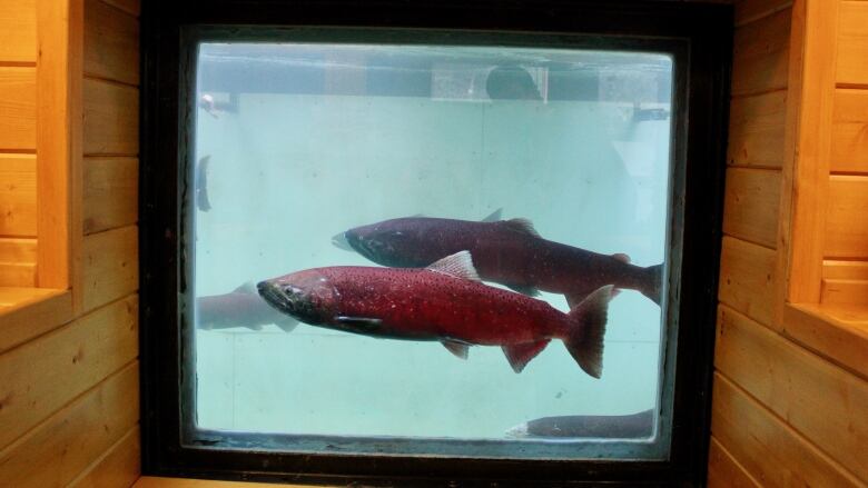 A few chinook salmon are seen swimming past a viewing window.