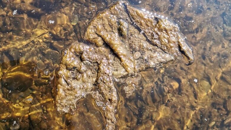 Water with a brown, slimy piece of blue-green algae floating on it.