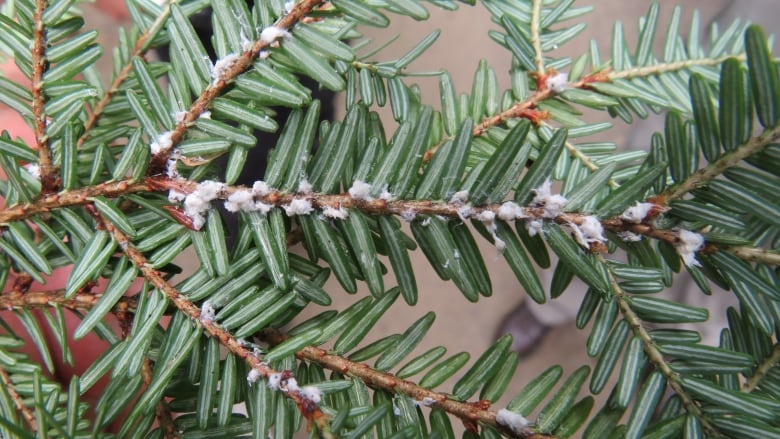 A hemlock branch infested with the adelgid.