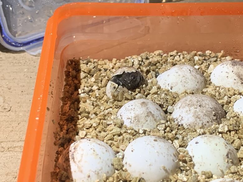 A snapping turtle hatching in an incubator.