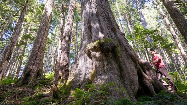 A person stands at the bottom of a very large western redcedar tree in a forest.