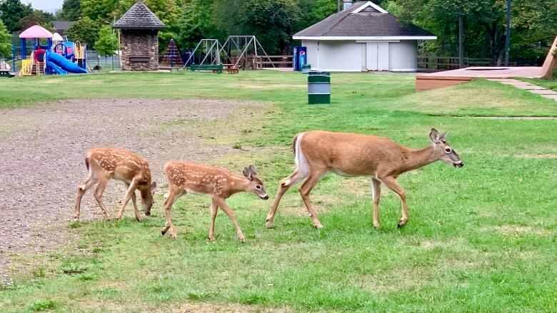 A family of three deer cross an open grassy field.