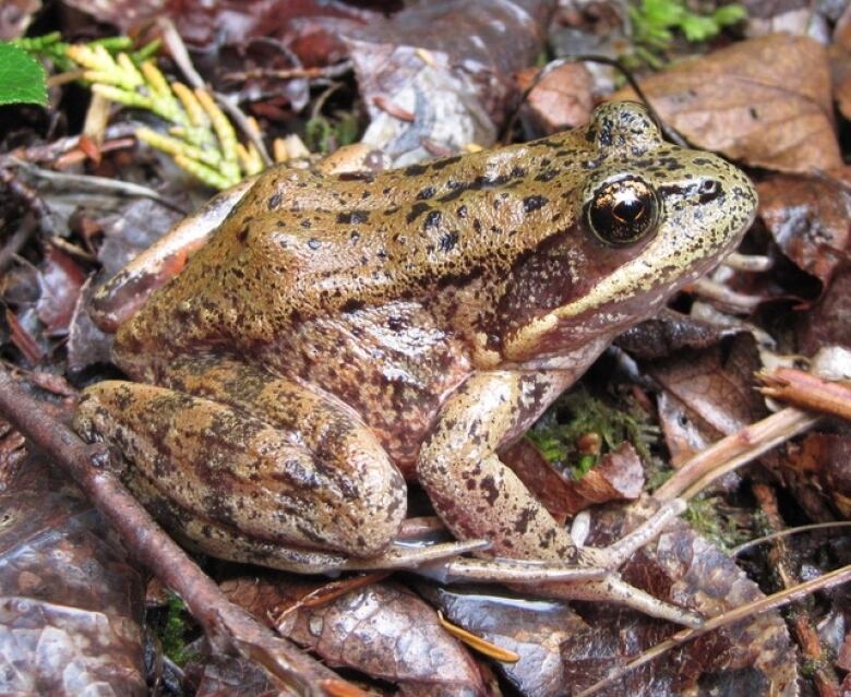 A frog on a forest floor.