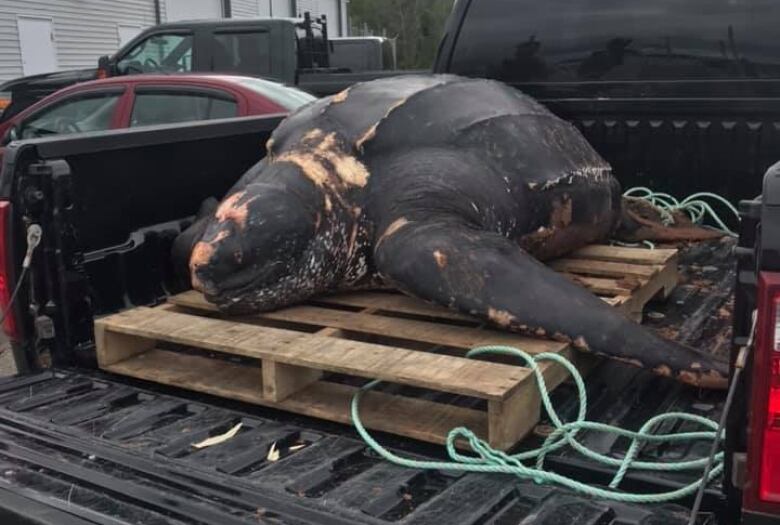 turtle in the back of a truck