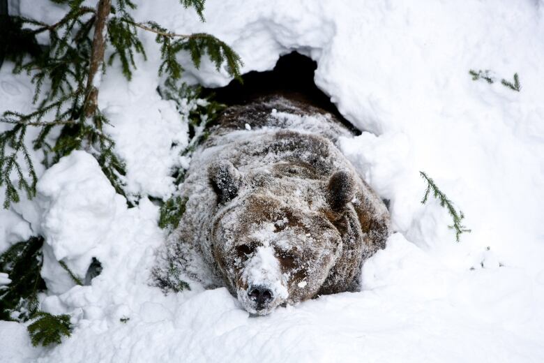 A snow-dusted brown bear crawls out from underneath a pile of snow.