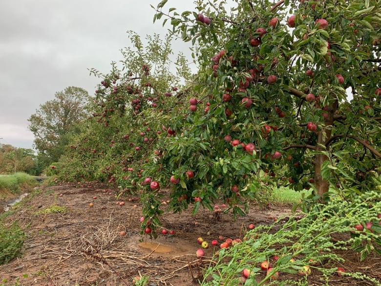 apples on a tree and on the ground