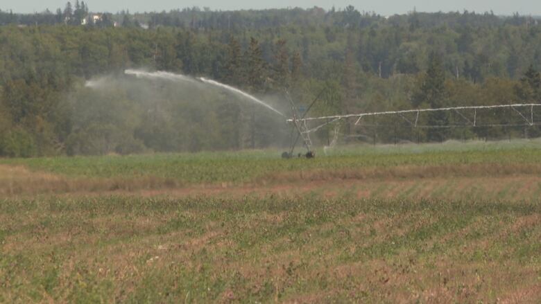 An irrigation systems sprays water on a P.E.I. field.