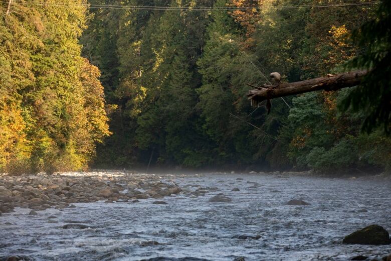 A fast-flowing river with trees in the background.