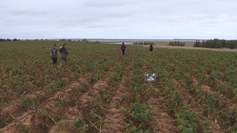 Scientists walking through a potato field 