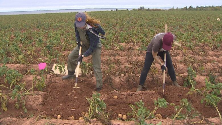 Two people digging potatoes with a rake in a large field 