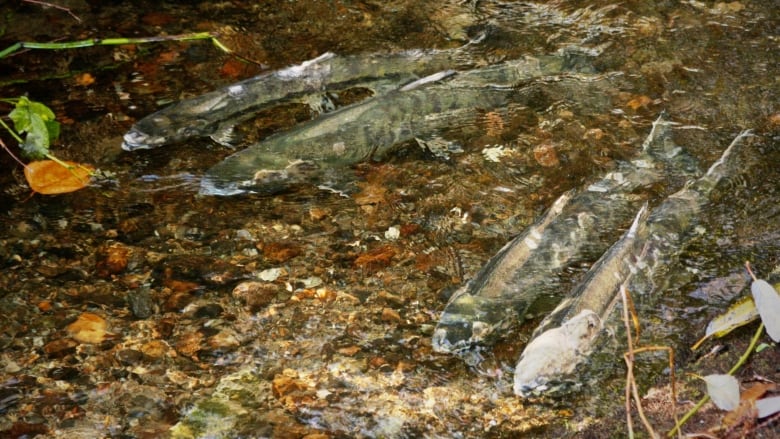 Four fish swimming in a shallow creek.