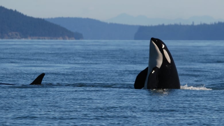 A southern resident killer whale swims in the Salish Sea in 2018. An endangered species, this population of just over 70 individuals lives year-round off the coasts of Oregon, Washington and British Columbia.