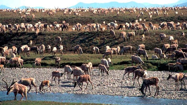 caribou from the Porcupine Caribou Herd migrate onto the coastal plain of the Arctic National Wildlife Refuge in northeast Alaska.