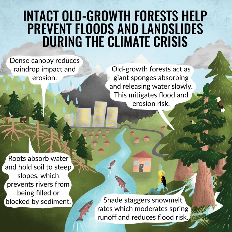 An infographic illustration shows a forest with a river in the middle with fish in it, with a headline at top that reads Intact Forests, Safe Communities.