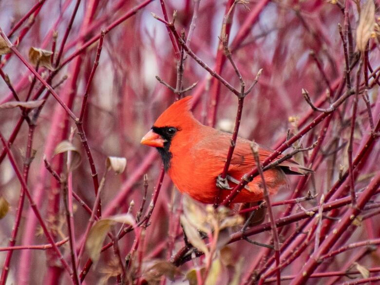 A red and black bird in a bush in winter.