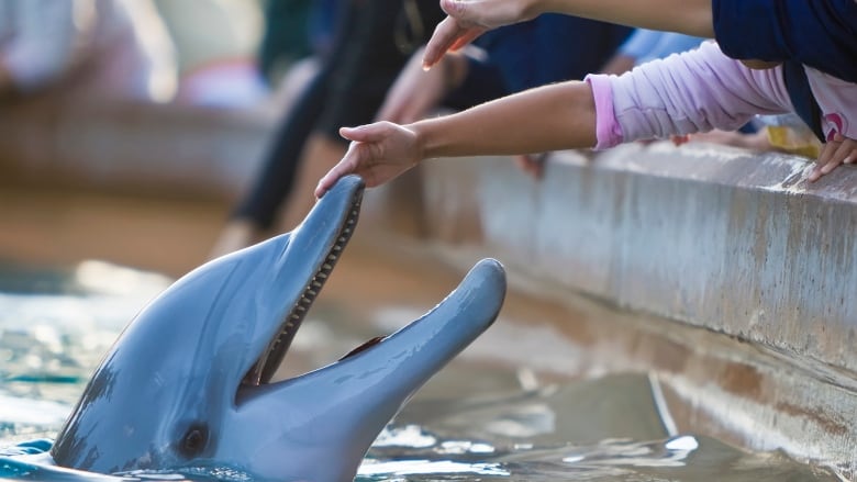 A hand touches the snout of open-mouth bottlenose dolphin floating at the edge of a pool.