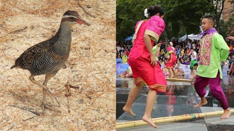 The tinikling dance (right) is named after the tikling bird.