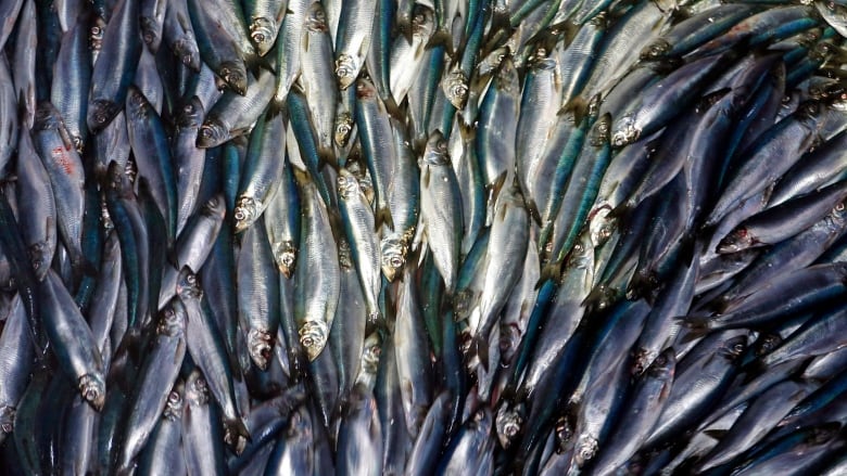 Herring lay in a pile 