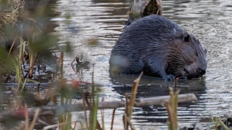 Beaver in water chewing on stick.