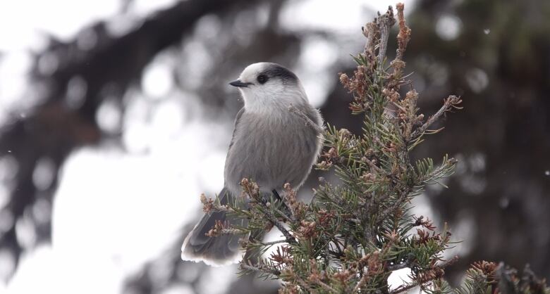 A grey jay on a pine tree 