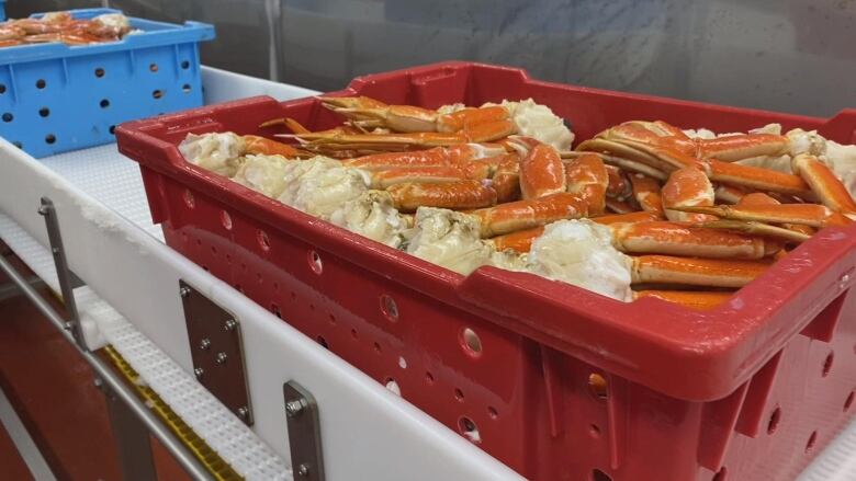 Plastic crate with cooked snow crab legs.