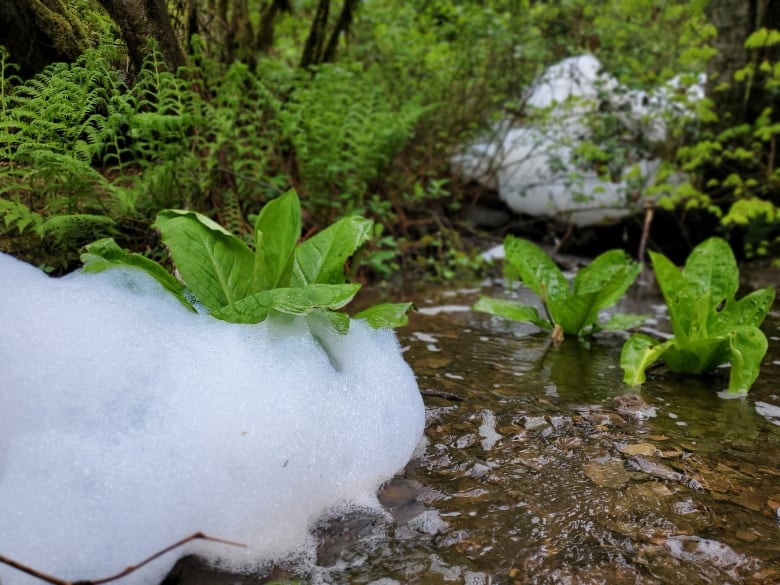 Foam floats on water.