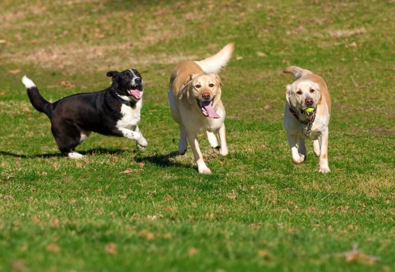 Three dogs, one with a tennis ball in its mouth, romp on a grassy field.