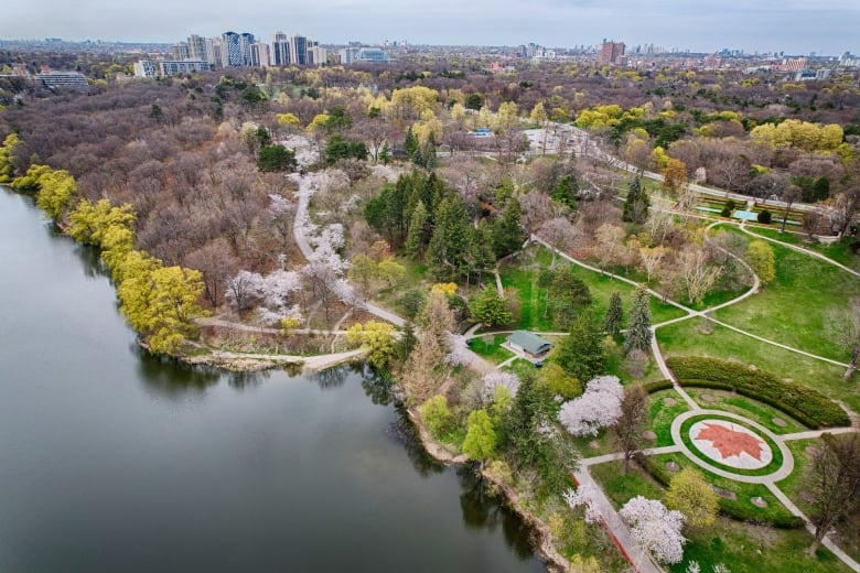 A drone shot of the cherry blossoms in High Park.