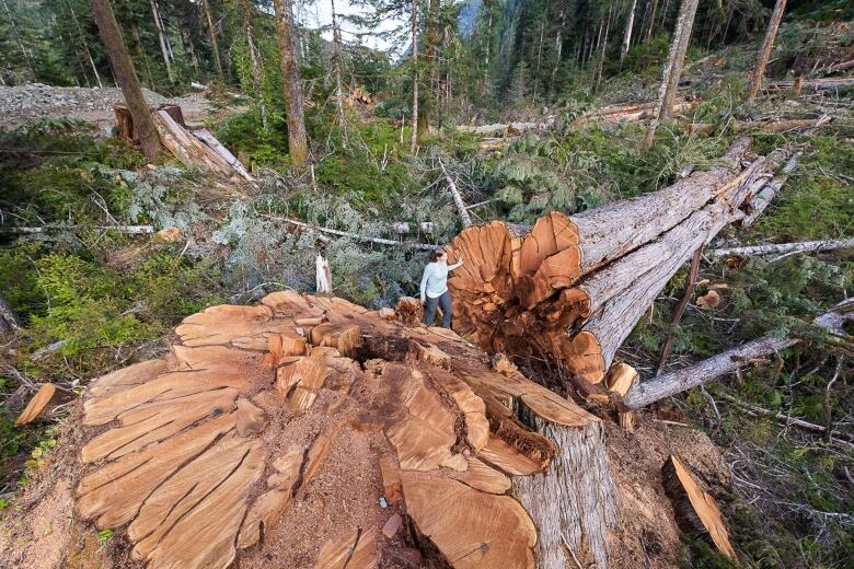 A large wester red cedar tree lies on the ground in a cut block with its stump exposed.