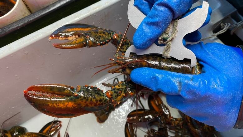 The carapace size on a live lobster being measured by special calipers.