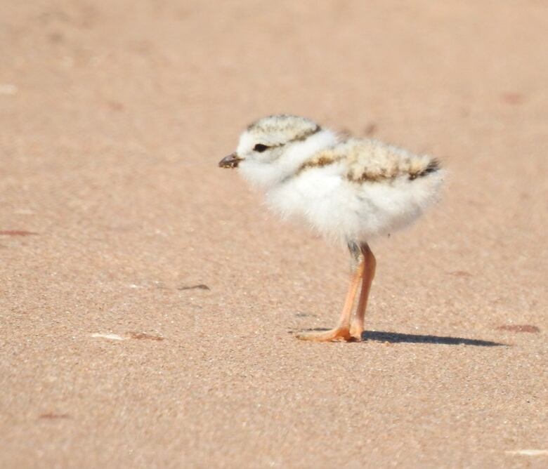 A fluffy piping plover chick 