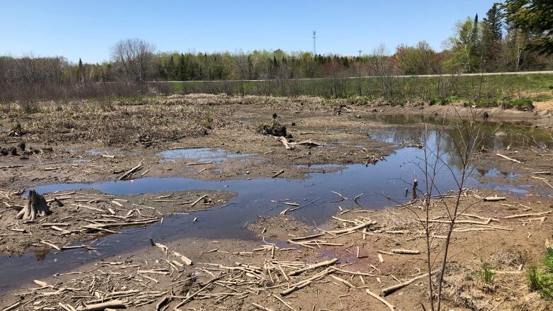 Driftwood scattered on dirt in the foreground, a small pool of water in the middle, a grassy bank and roadway in the distance.