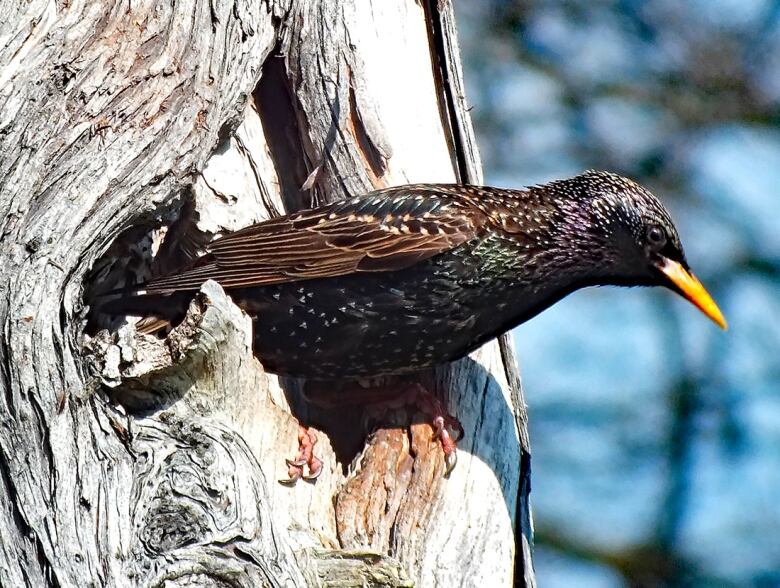 A starling is shown in a nest