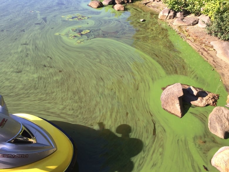 Algae in a freshwater lake.