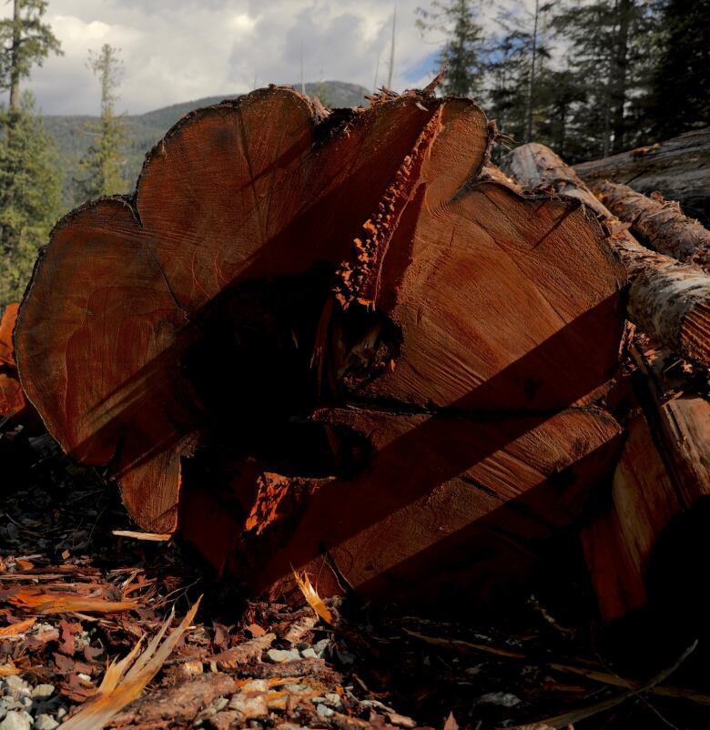 A man wearing a high-vis shirt stands next to a log.