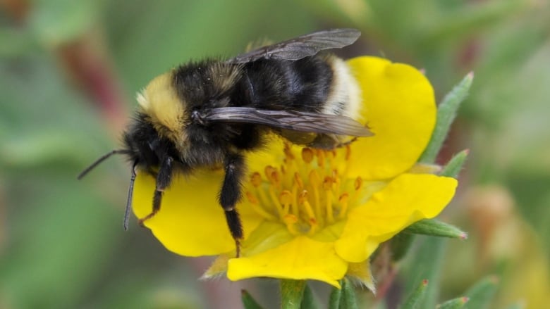 A bumblebee perched on a buttercup.