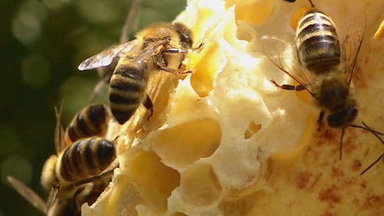 Three bees on a piece of honeycomb