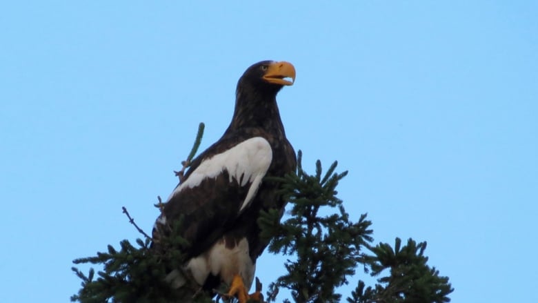 steller's sea eagle