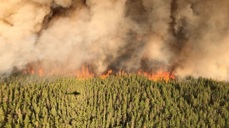 A burning forest fire.